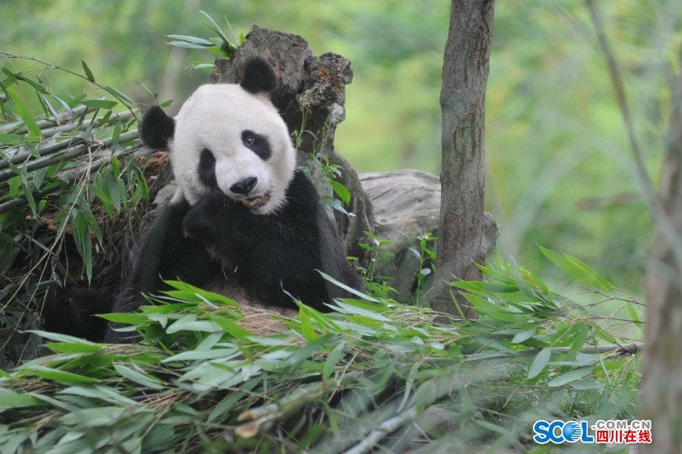 国际珍稀动物保护日①|保护巴蜀精灵 四川走过的那些年