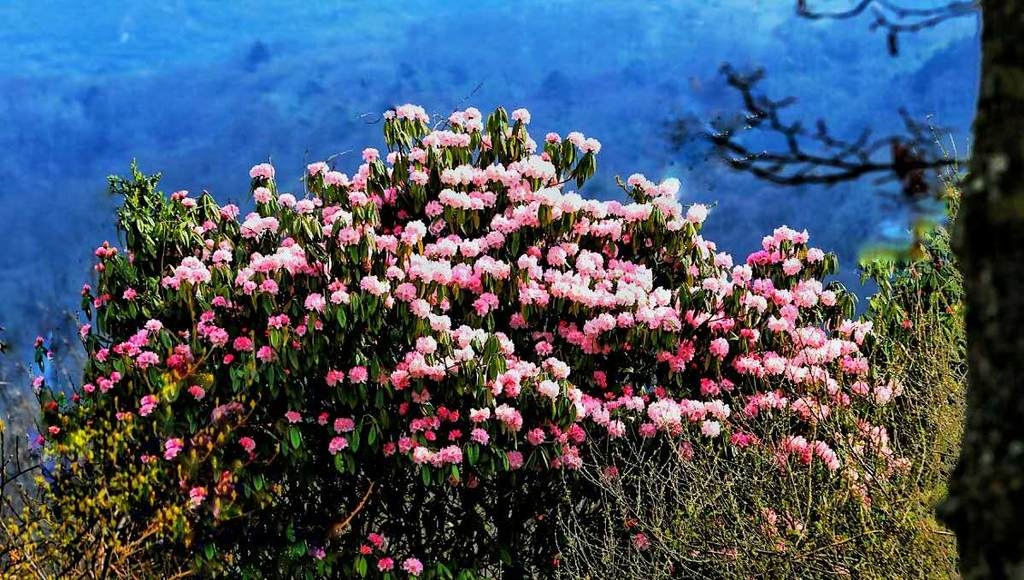 云赏花石棉高山杜鹃红了飞霞流丹最美四月天