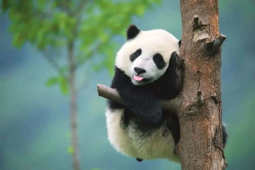 大熊猫的生存现状图片