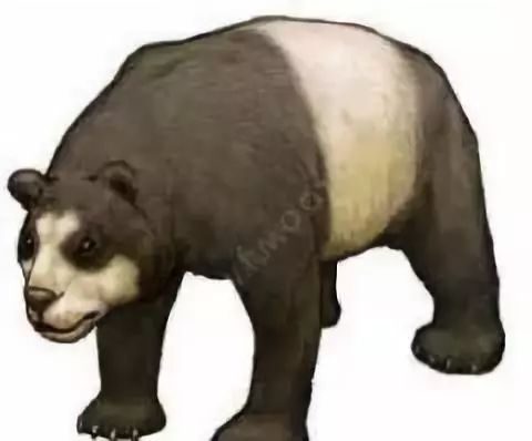 马睿‖ 大熊猫的前世今生