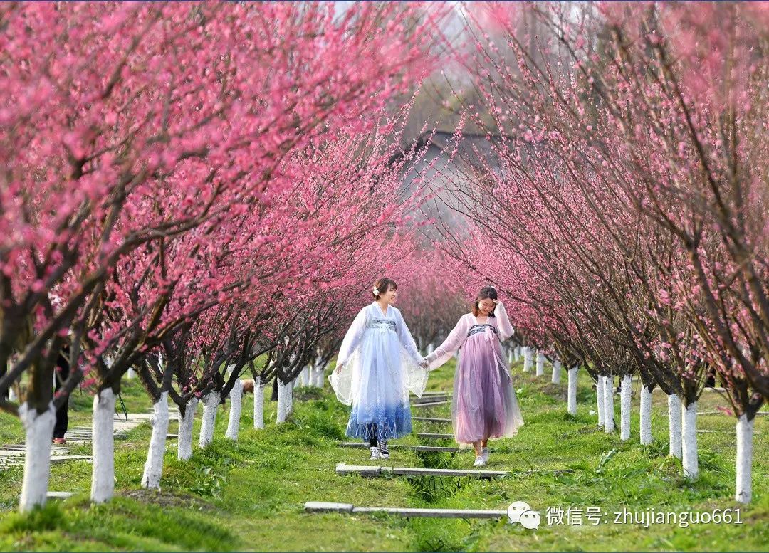 2021年2月20日,身着汉服的姑娘在"问花村"悠游赏梅.