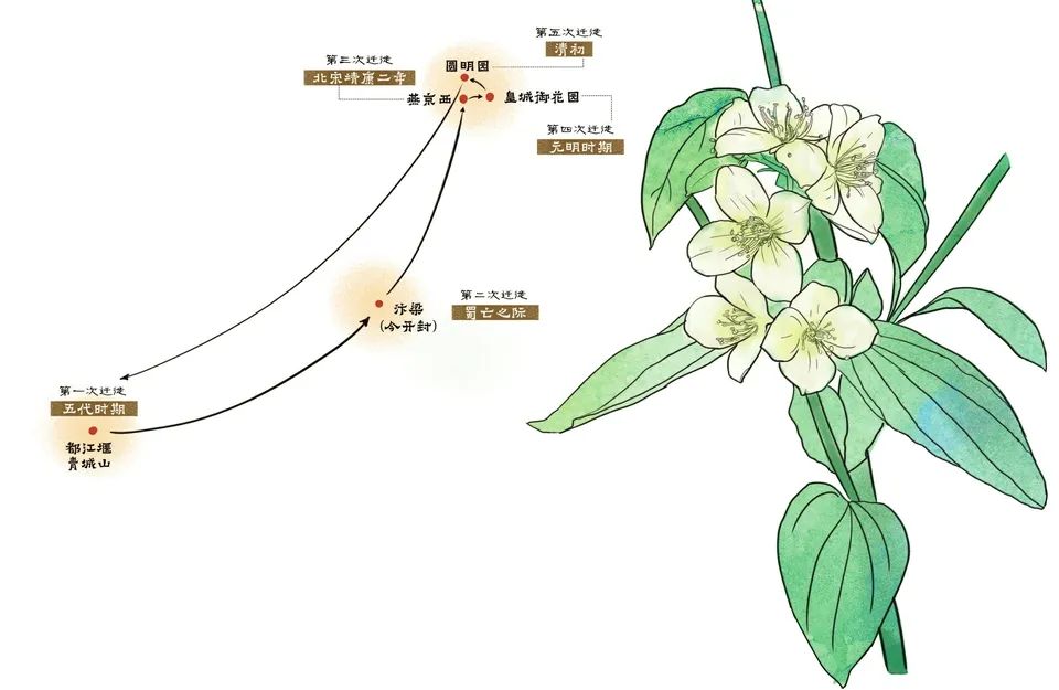 太平花简笔画图片